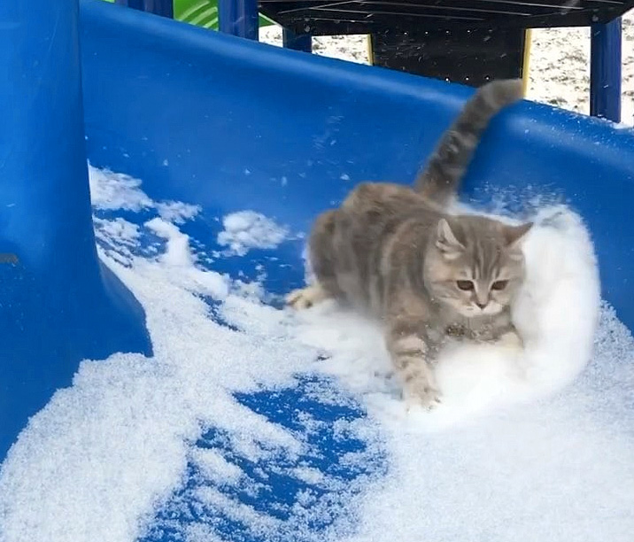 滑り降りる猫