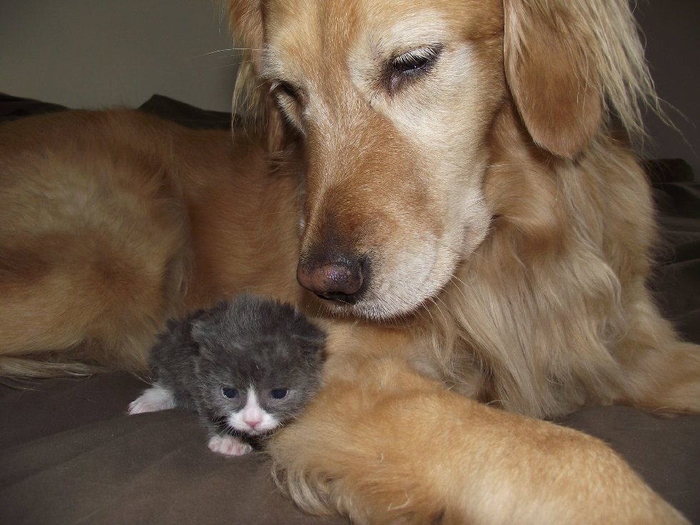 犬と子猫