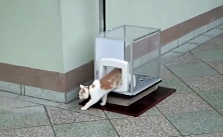 エレベーター猫