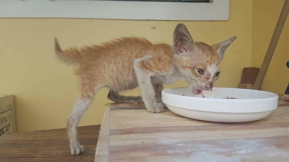 ご飯を食べる子猫