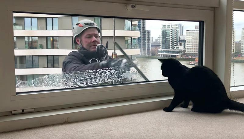 窓拭きおじさんと猫