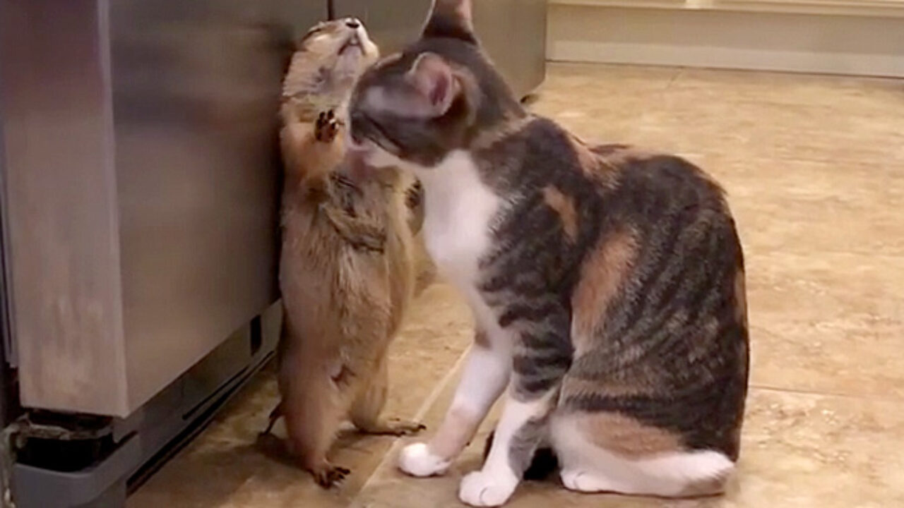 nade_cat_title-1280x720.jpg