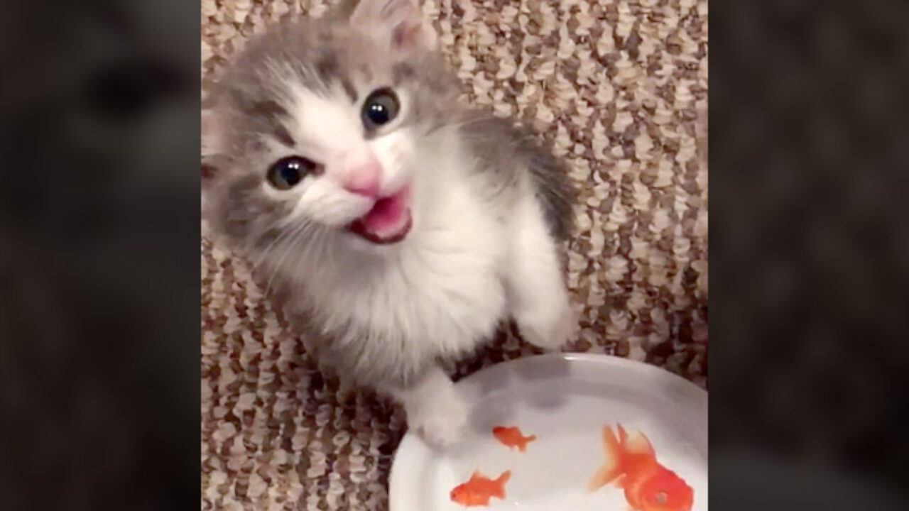 ねぇねぇ、ご飯まだ〜？」お腹を空かせた子猫ちゃん。とびっきり可愛い声でおねだりしてきた (〃∇〃)♡ | エウレカ！