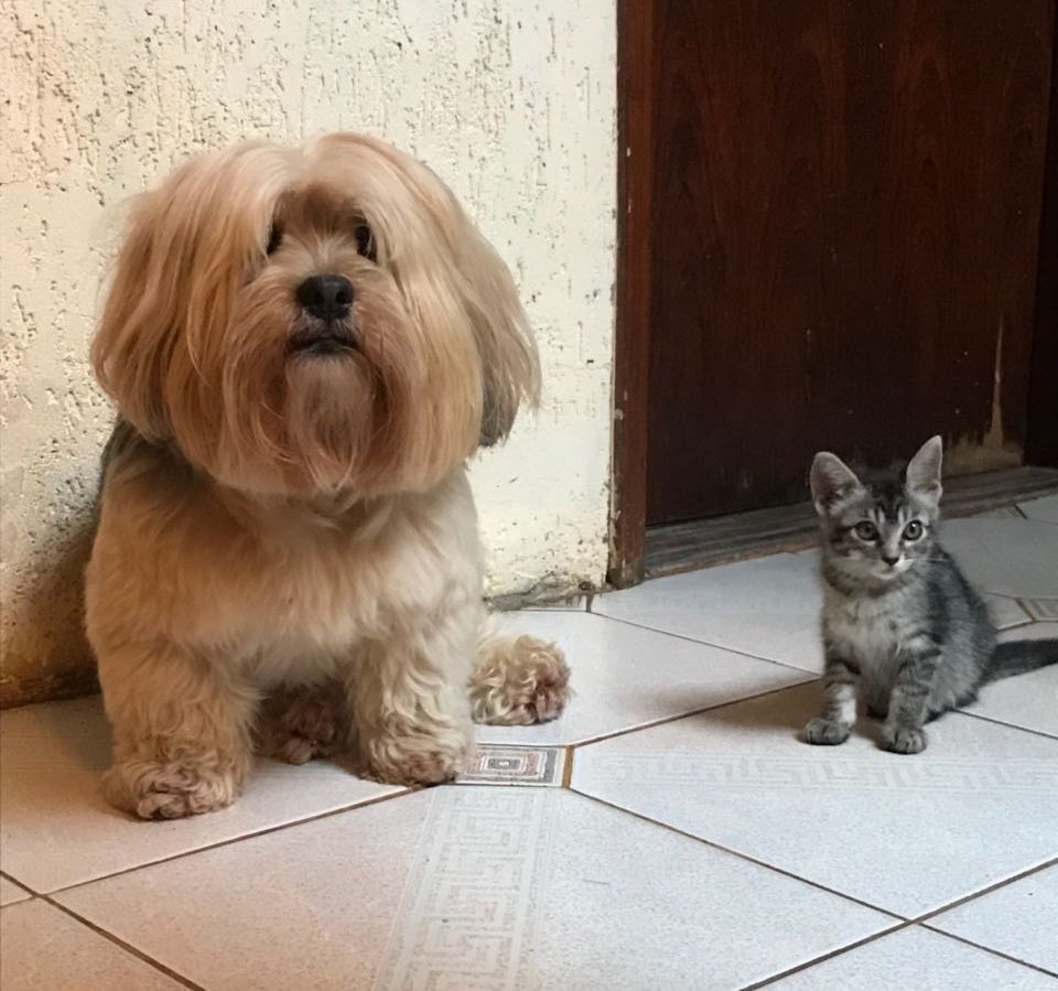 犬と子猫