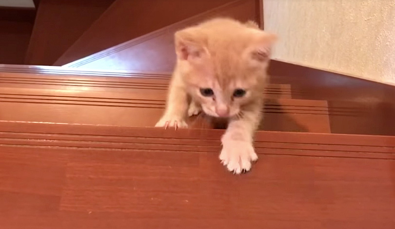 階段を登る子猫