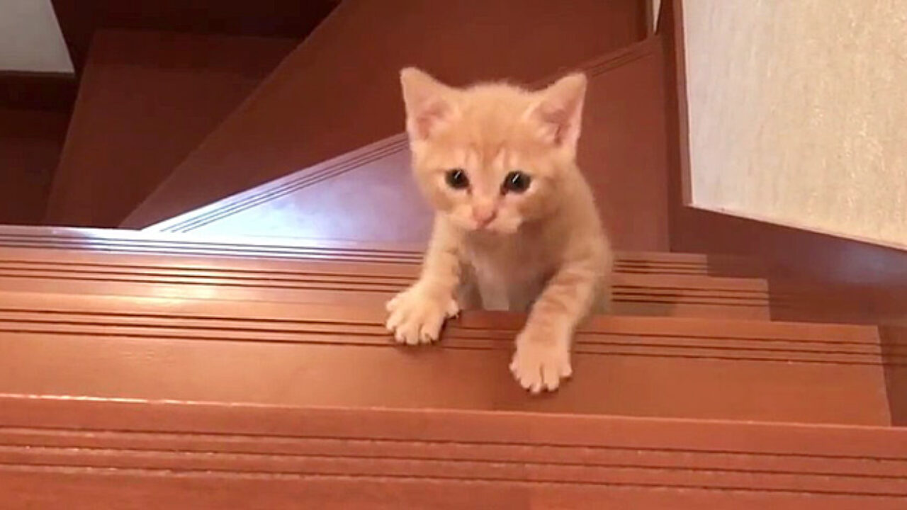 【♥︎】階段を上る2匹の子猫、かわいさいっぱい kaidan_cat_title-1280x720.jpg