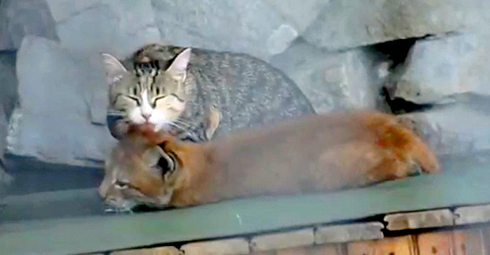 オオヤマネコの赤ちゃんを愛情いっぱいに育てる猫のお母さん とっても仲良しな2匹の姿に心がホッと温まる W エウレカ