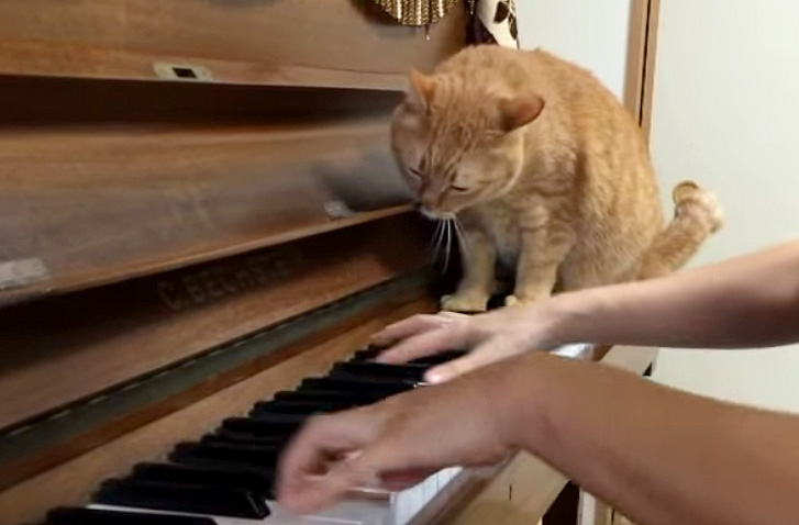 バラ園の音楽猫 チェロ猫さんとピアノ猫さん アップリケバッグ