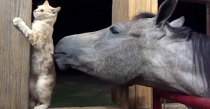 馬に毛づくろいされる猫