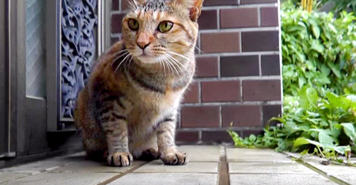 雨宿り猫