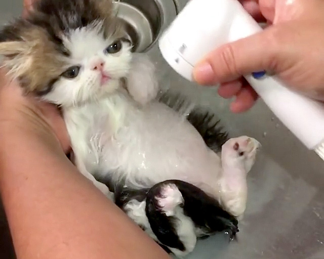 シャワーでとろける子猫