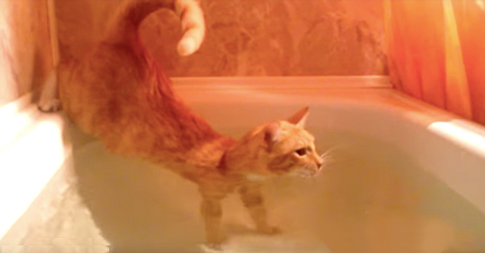 お風呂好きの猫