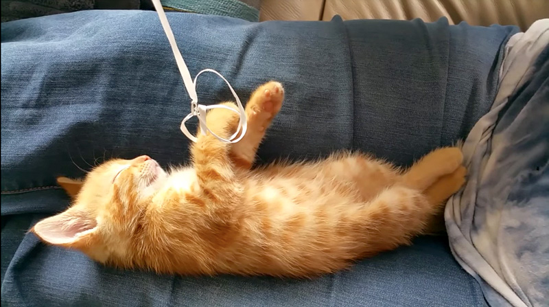 風船を持つ子猫