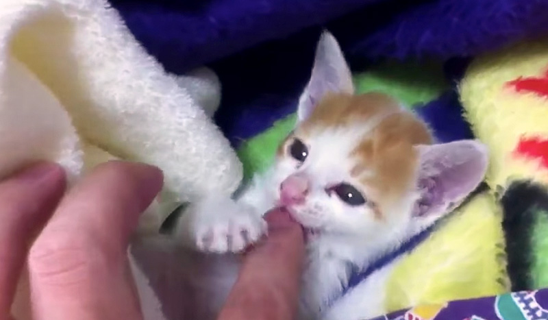 指を甘噛みする子猫
