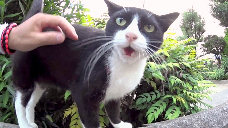 話しかけて来た野良猫