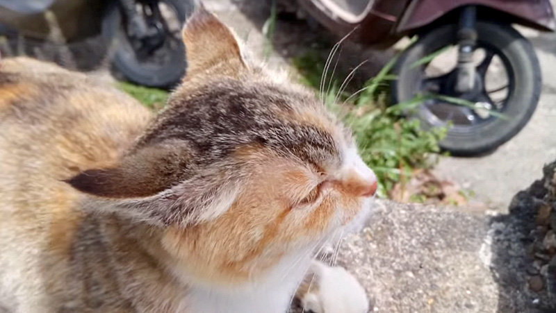 イカ耳猫さん