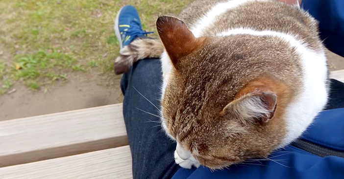 公園で出会った人懐っこい猫