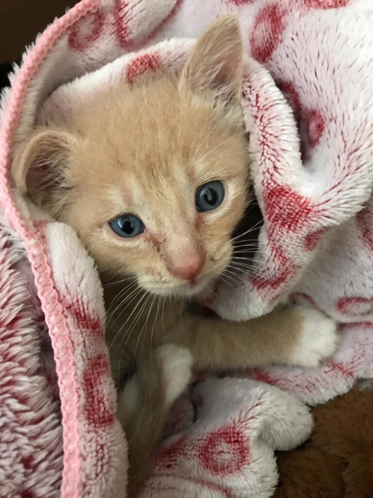 保護された子猫