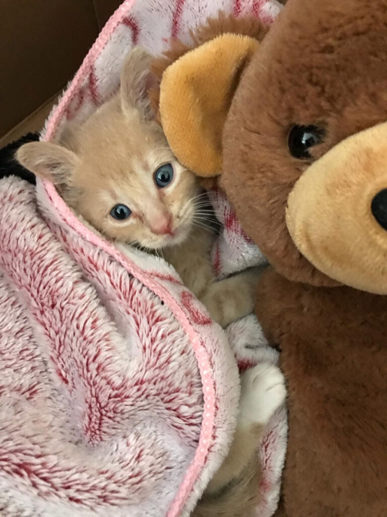 ぬいぐるみと子猫
