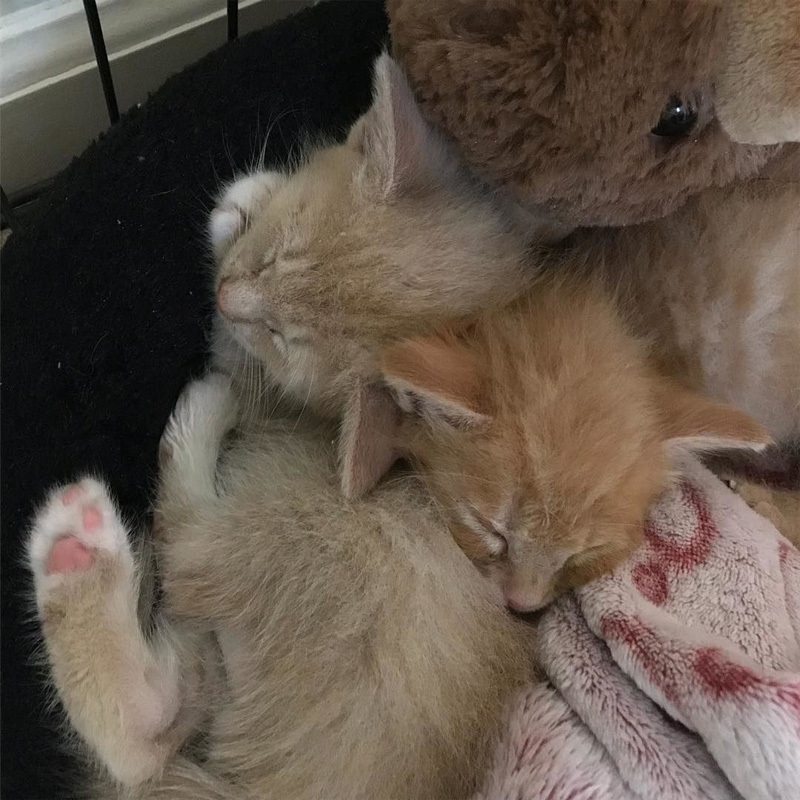 保護先で出会った子猫達