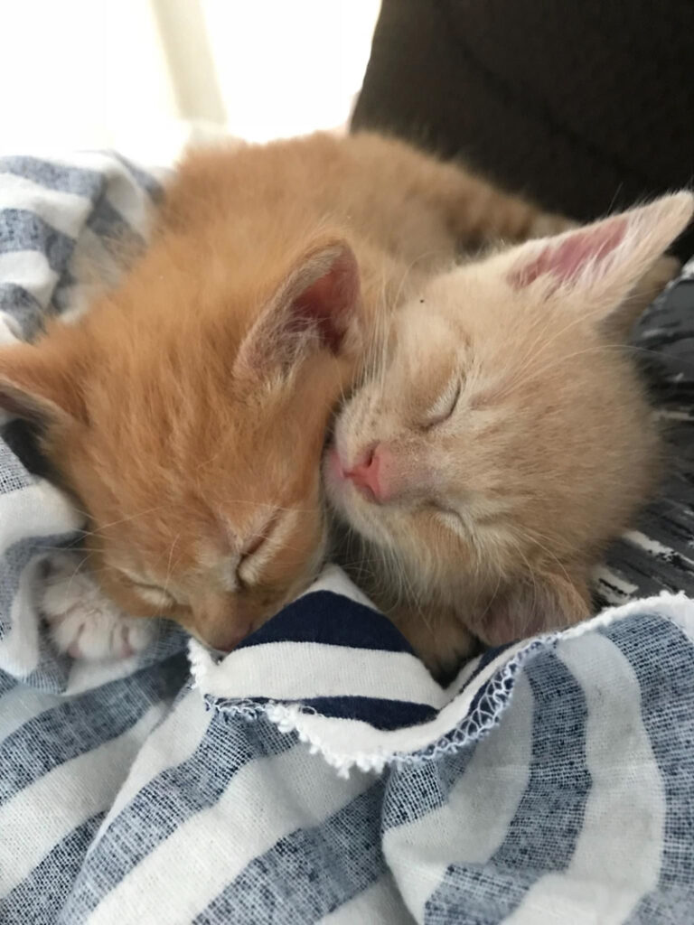 眠る子猫達