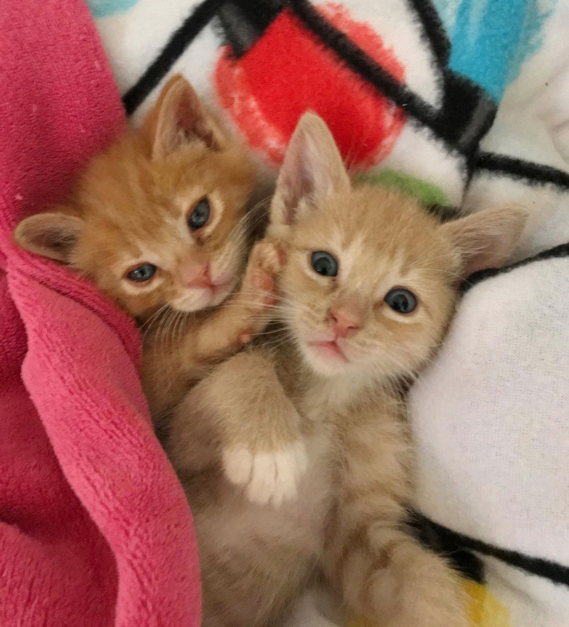 寄り添う子猫達