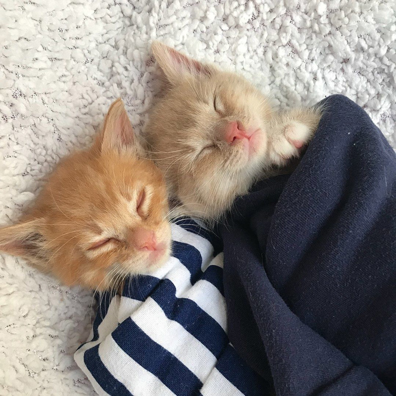 一緒に眠る子猫達