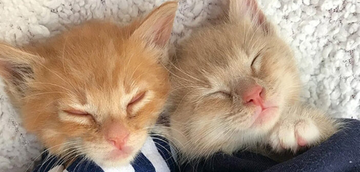 仲良しな子猫