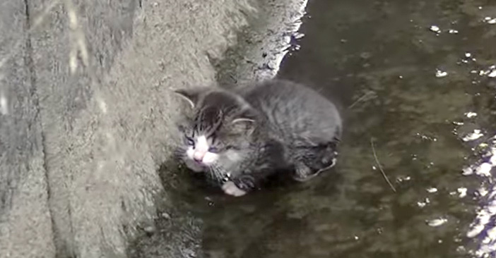 用水路に落ちた子猫