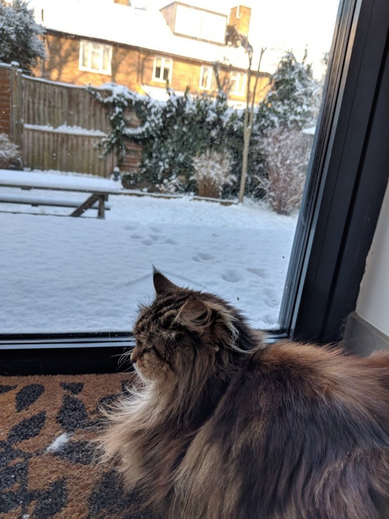 外を見つめる猫