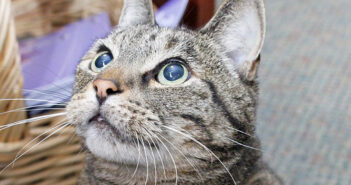 見上げる猫
