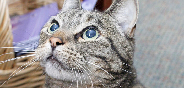 見上げる猫