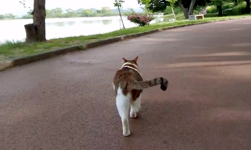 シッポを振りながら歩く猫