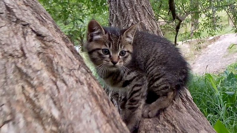 木登り子猫