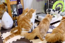 犬に興味津々のマンチカン一家
