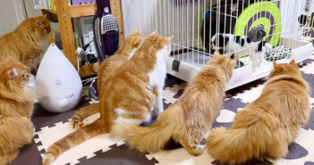 犬に興味津々のマンチカン一家