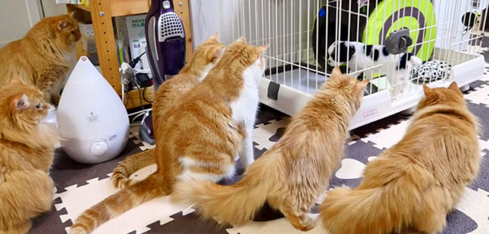 犬に興味津々のマンチカン一家
