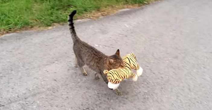 トラのヌイグルミを運ぶ猫