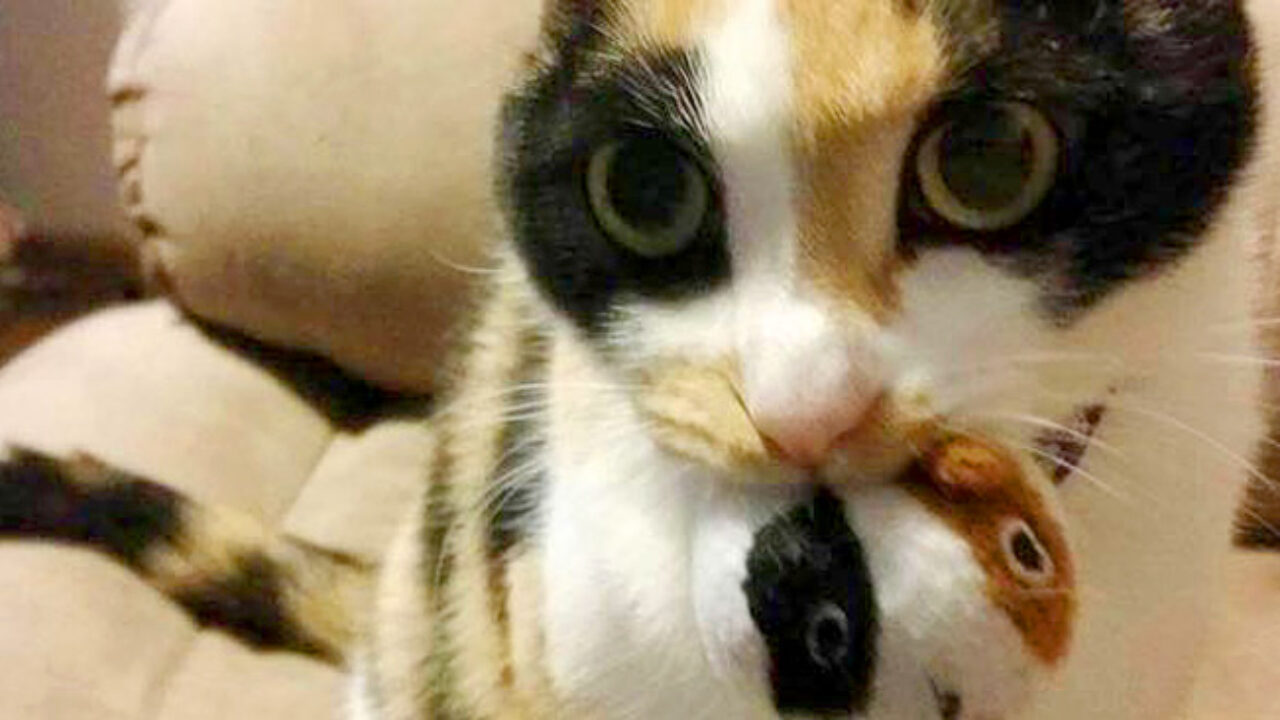 さぁ、お散歩しましょうね」とっても優しい三毛猫さんは、どこへ