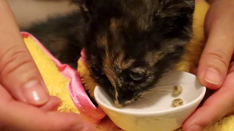 自分でご飯を食べる子猫