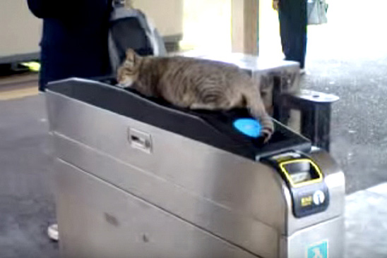 改札で眠る猫