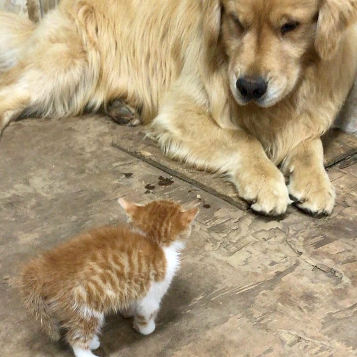 初めて出会った子猫と犬