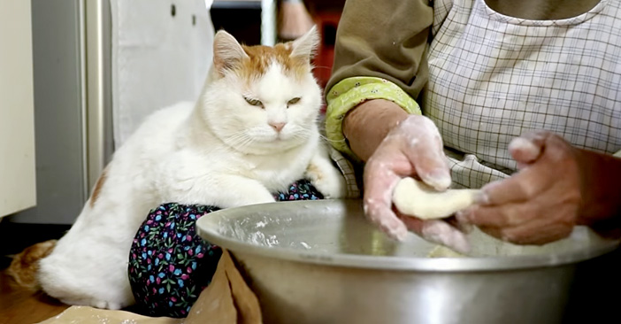 芋餅づくりを見つめる猫