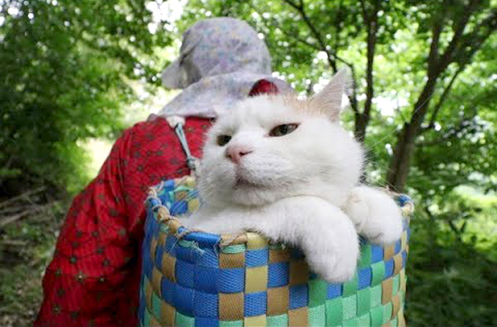 背負いカゴに乗って山道をお散歩する猫さん まったりと揺られながら 渋い顔で景色を楽しむ姿に癒される W エウレカ