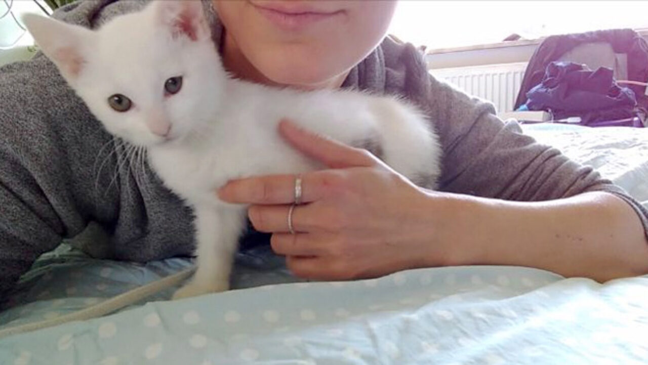 子猫の頭にキスしてみると…「もっとニャ！」と言いながら、可愛すぎる ..., 画像サイズ:1280x720