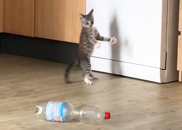 ペットボトルに驚く子猫