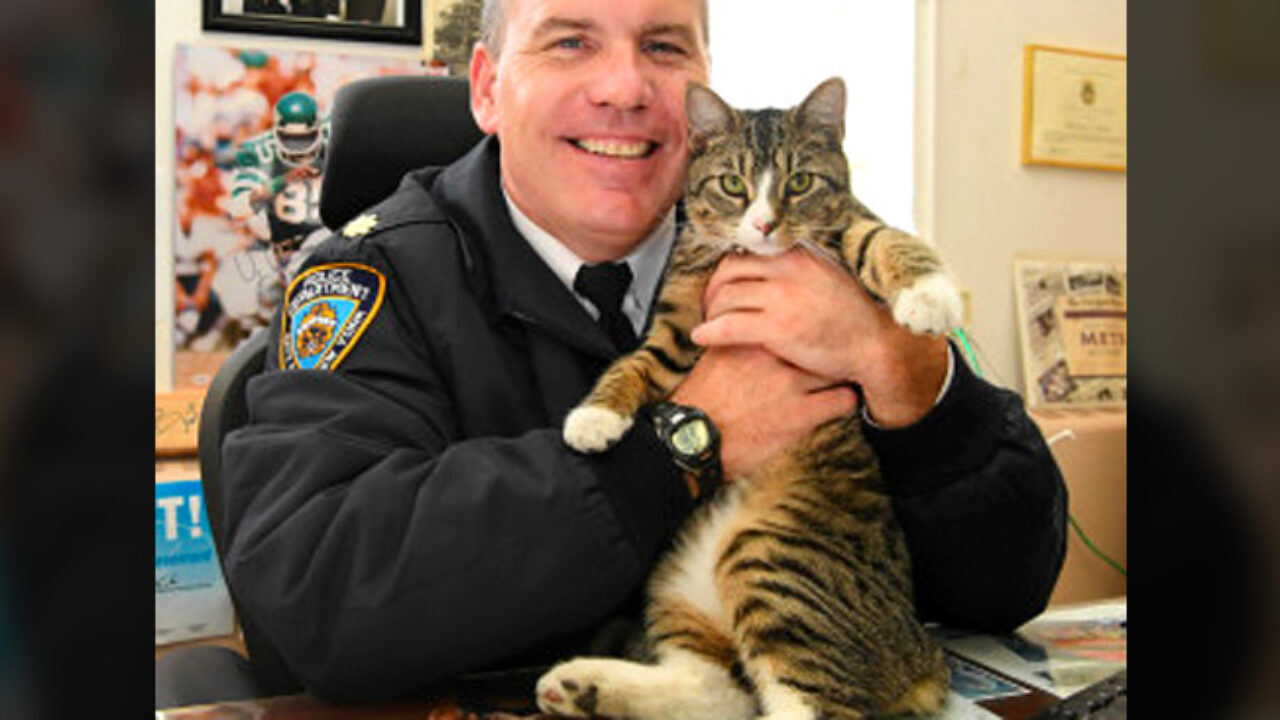 街中で警察官に飛びついてきた子猫。一目惚れした警察官が上司を説得し、晴れて警察署の猫になる！ | エウレカ！