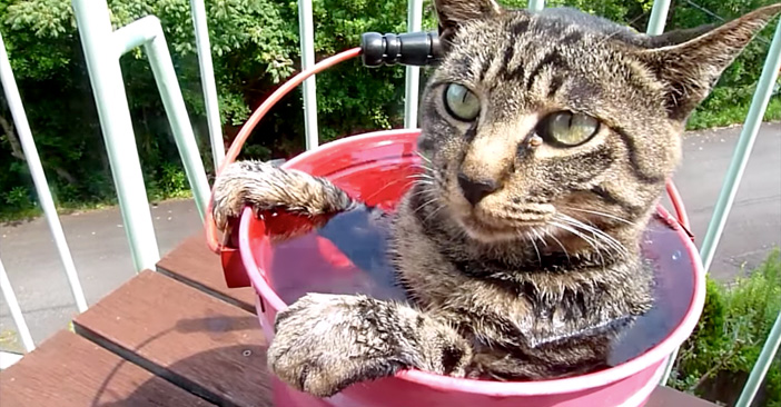 露天風呂が大好きな猫