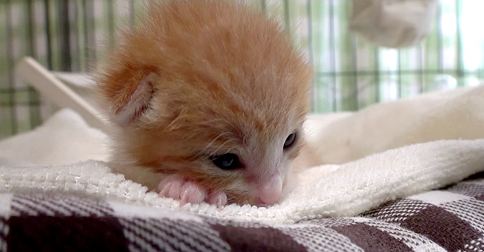 保護されたばかりの子猫