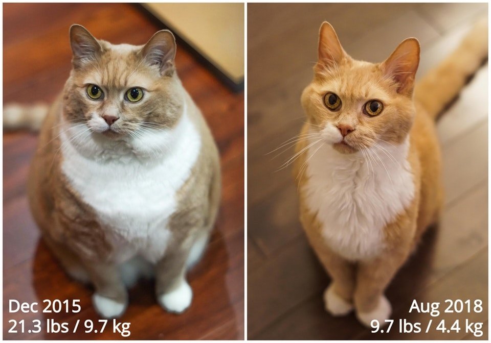 路上で保護された丸々と太った猫 家族の力を借りながら 3年で体重を半分以上減らし 幸せいっぱいの毎日を送る エウレカ